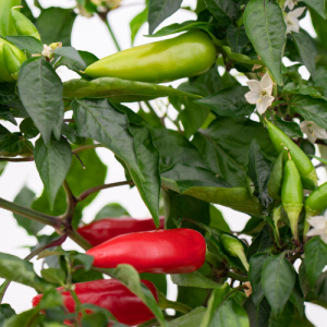 فلفل بوریتو