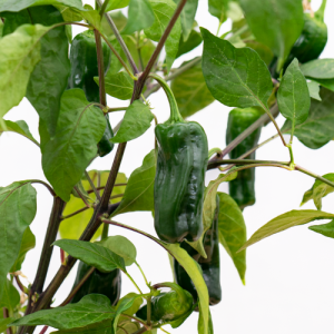 فلفل شیشیتو