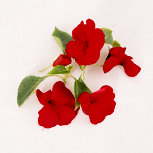 گل حنا قرمز