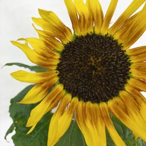 آفتابگردان دو‌رنگ