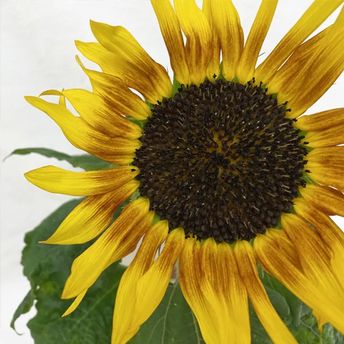 آفتابگردان دورنگ