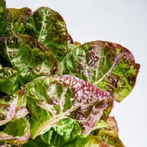 کاهوی باترهِد