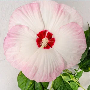 گل ختمی بلَش