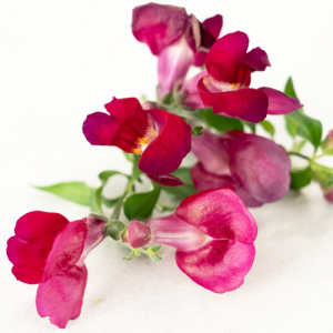 گل میمونی بنفش