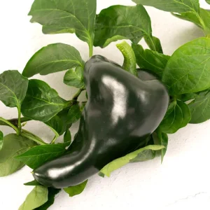فلفل پوبلانو