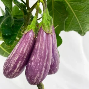 بادمجان فِریتِیل