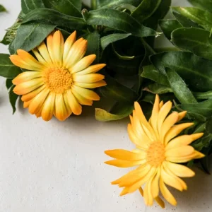 گل فِیِستا گیتانا