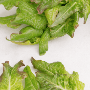 کاهوی برنز اَرو