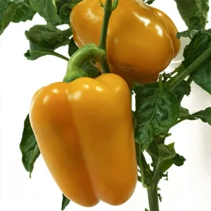 فلفل گالیات