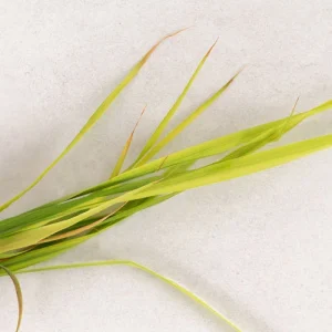 لمون گرس (علف لیمو)