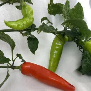 فلفل تند مجاری