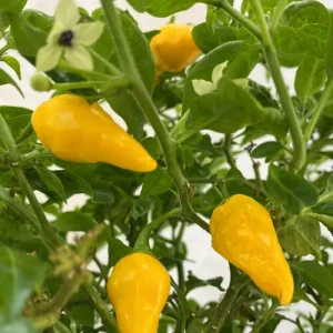 فلفل تند لیمویی