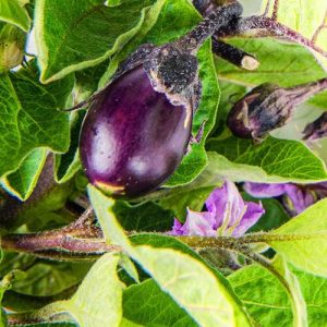 بادمجان مینی