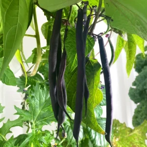 لوبیای بنفش