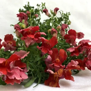 اسنپ‌دراگون قرمز