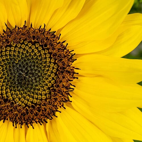 آفتابگردان