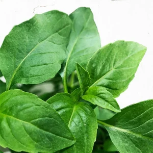 ریحان تایلندی شیرین