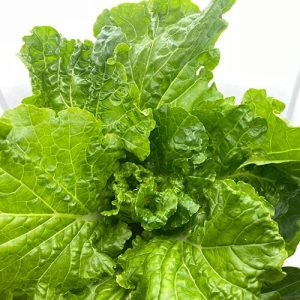 توکیو بکانـا