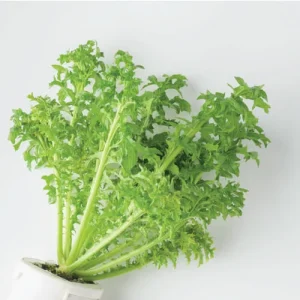 واسابی گرینز