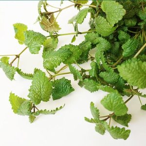 بادرنجبویه