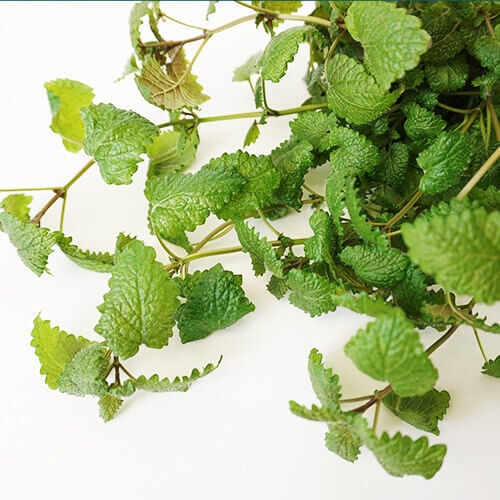 بادرنجبویه