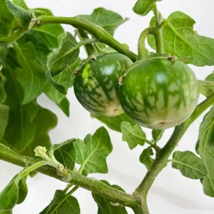 بادمجان تایلندی