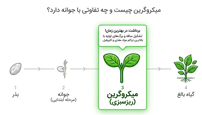 تفاوت میکروگرین با جوانه