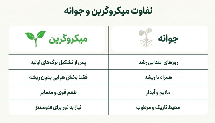 تفاوت میکروگرین با جوانه