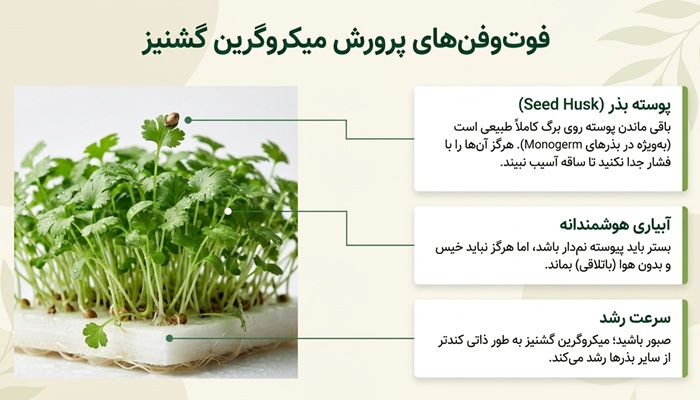 مشکلات رایج در کاشت بذر گشنیز