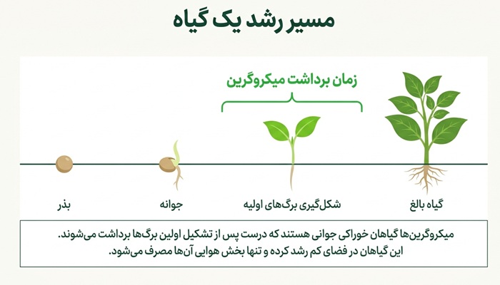 میکروگرین چیست